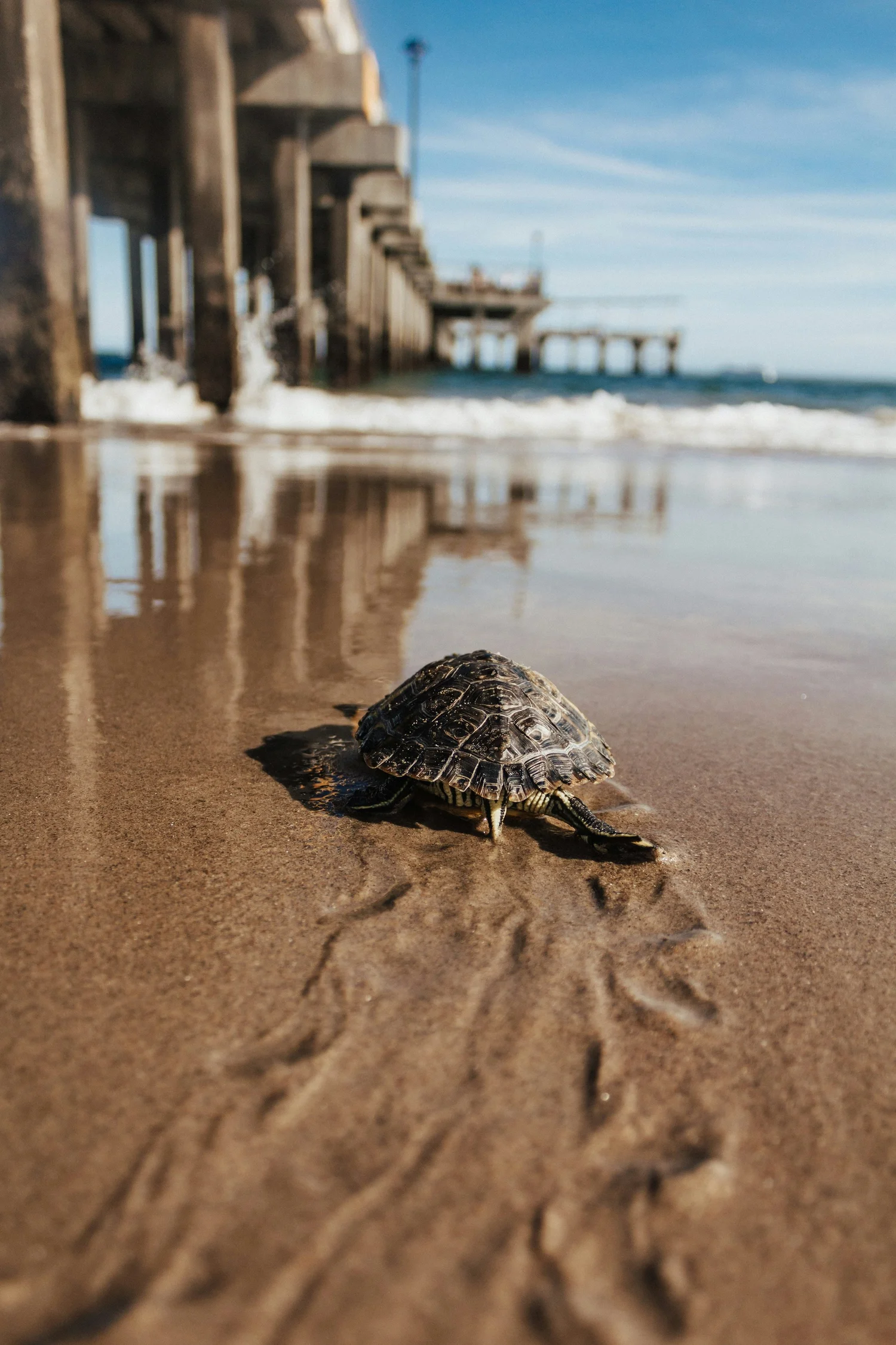 A young turtle walking on wet sandy shore near a pier, with footprints behind it. The ocean waves and a blue sky are visible in the background.